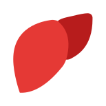 Liver icon