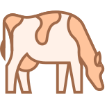 Порода коровы icon