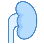 Kidney icon