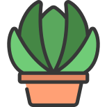 Echeveria icon