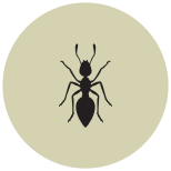 Hormiga icon