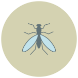 Fliege icon