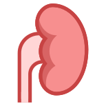 腎臓 icon