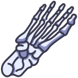 Anatomy icon