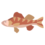 Perch Fish icon