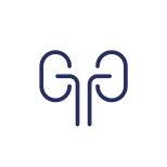 Kidneys icon