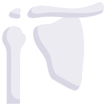 Anatomy icon