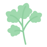 Coriander icon