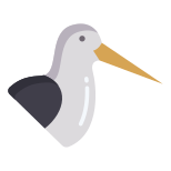 Oystercatcher icon