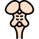 Anatomy icon