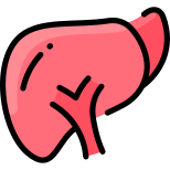 Liver icon