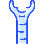 Trachea icon