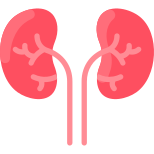 Kidneys icon