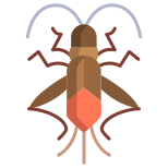 Boxelder Bug icon