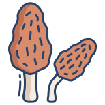 Morel Mushrooms icon