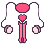 Reproductive System icon