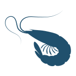 Shrimp icon