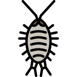 Molo icon