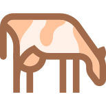 암소 번식 icon