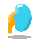 Kidney icon