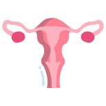 Uterus icon