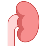 Kidney icon