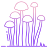 Enokitake Mushroom icon