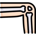 Anatomy icon