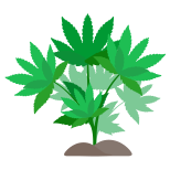 大麻叶 icon