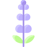 Lavender icon