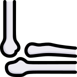 Anatomy icon