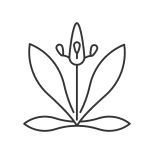 Plantain icon