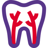 Teeth root canal connected to gum isolated on a white background icon