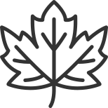 Maple icon