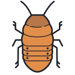 Madagascar-scarafaggio icon