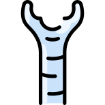 Trachea icon