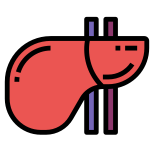 Anatomy icon