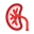 Kidney icon