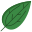 Camphor Leaf icon