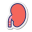 Kidney icon