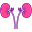 Kidneys icon