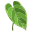 Anthurium icon