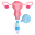 Uterus icon