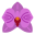 Orchidée icon