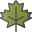 Maple Leaf icon