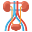 anatomia-do-trato-urinário-externo-flaticons-flat-flat-icons icon