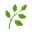 草本植物 icon