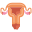 Uterus icon