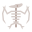 squelette de ptérodactyle icon