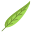 Gum Tree Leaf icon